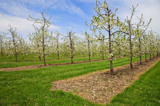 Apple orchard with bloomy apple trees.