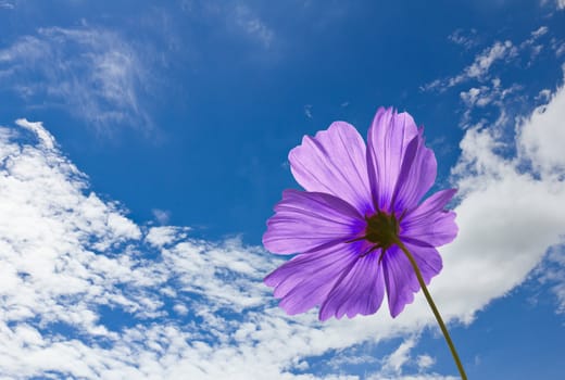 Violet Cosmos flowers on blue sky background