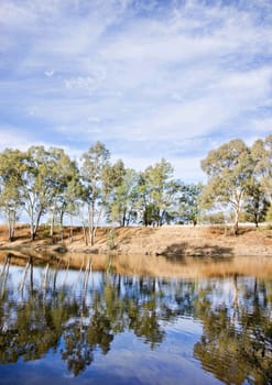 gum or eucalyptus trees reflecting in the river