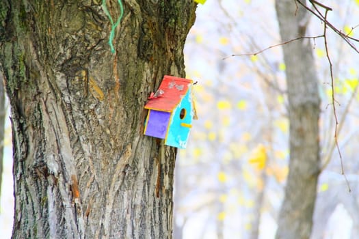 bird-house on a tree in the city of Moscow park