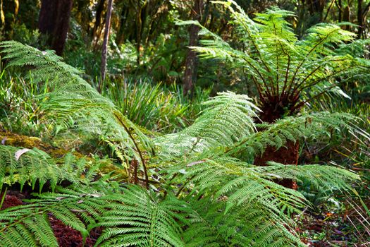 some beautiful ferns in the rain forest