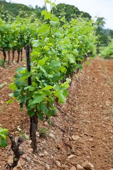 Vineyard at French Riviera