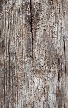 Weathered old wood. Background texture.