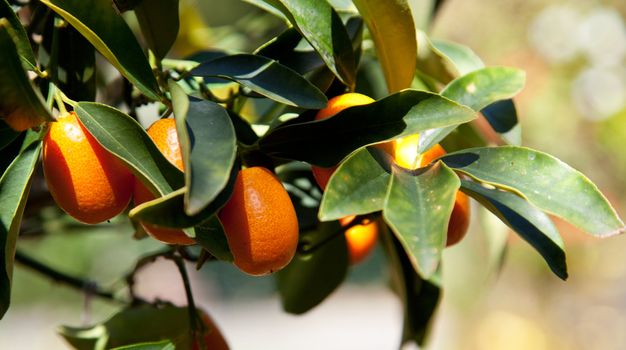 kumquat tree - Citrus margarita