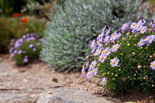 Flowers in rock garden