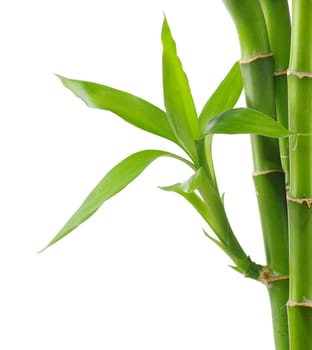 Bamboo isolated on a white