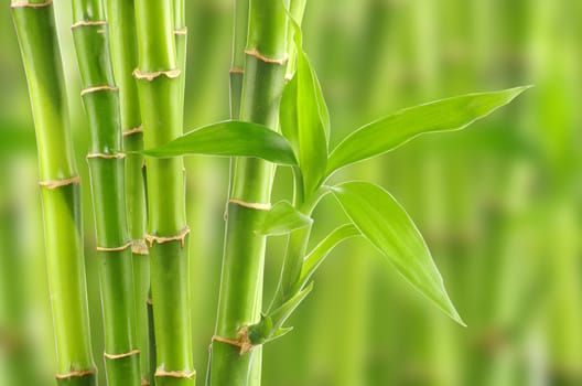bamboo