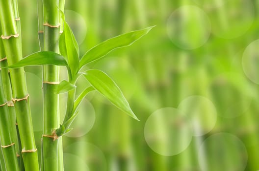 bamboo