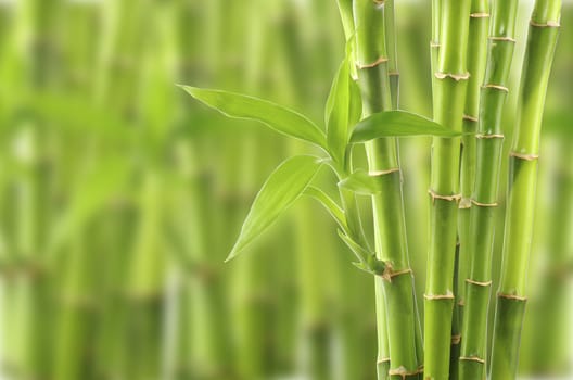 bamboo