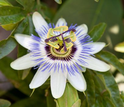 common passion flower - Passiflora caerulea