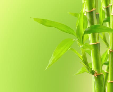 Bamboo background with copy space