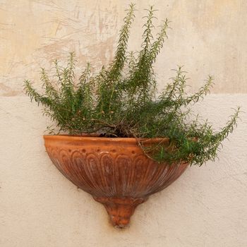Typical mediterranean plant tub.