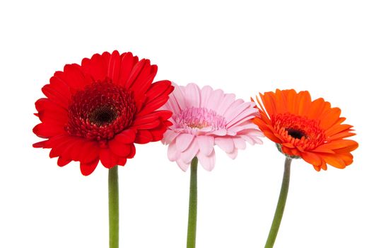 Fine gerbera flowers. All on white background.
