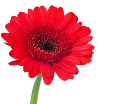 Single red gerbera blossom. All on white background.