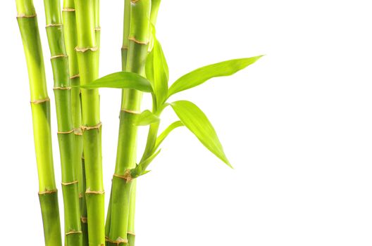 bamboo