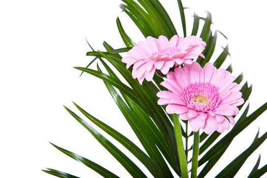 Fine pink gerbera. All on white background.