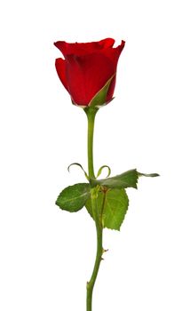 Single red rose. All on white background.