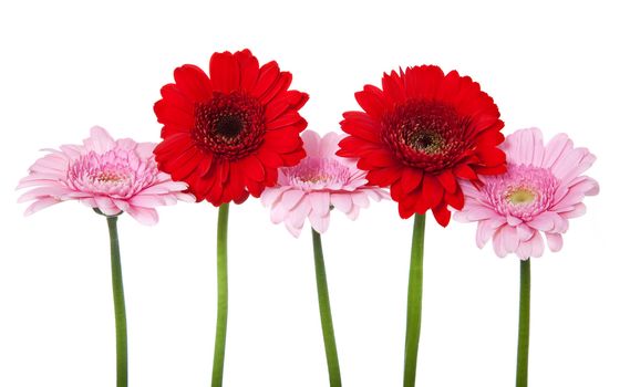 Fine pink and red gerbera. All on white background.