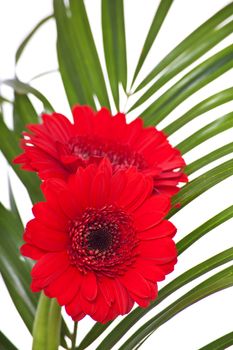 Fine red gerbera. All on white background.