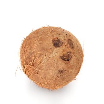 Single coconut  All on white background