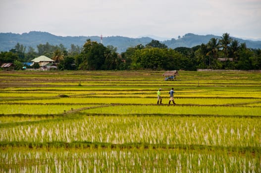 Farmers working planting rice in the paddy field