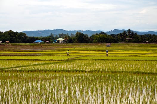 Farmers working planting rice in the paddy field