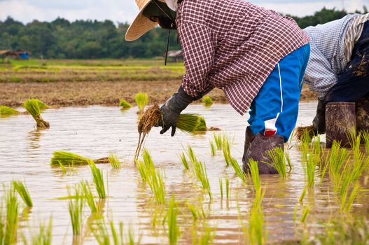 Farmers working planting rice in the paddy field