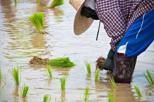 Farmers working planting rice in the paddy field