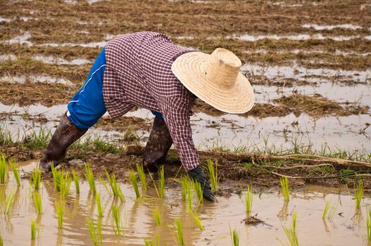 Farmers working planting rice in the paddy field