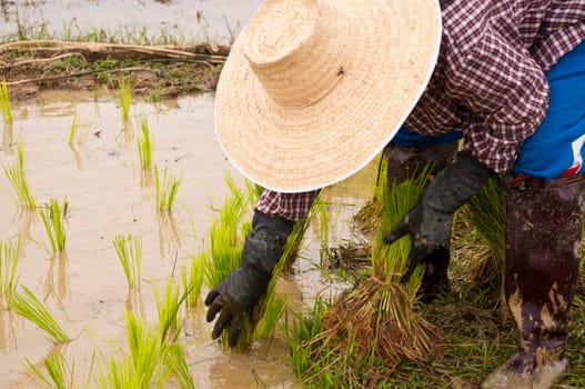 Farmers working planting rice in the paddy field