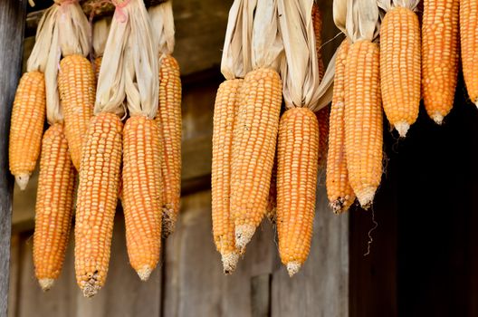 Sweetcorn hung up for drying against a wooden wall