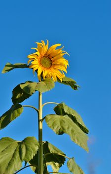 Close-up of sun flower and blue sky