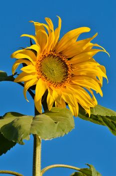 Close-up of sun flower and blue sky