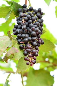 grapes on the vine ready for harvest