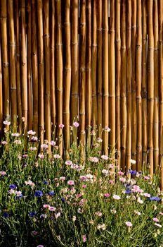 bamboo fence with beautiful flower