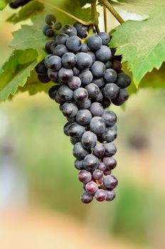 grapes on the vine ready for harvest