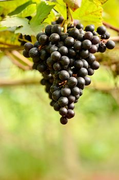 grapes on the vine ready for harvest