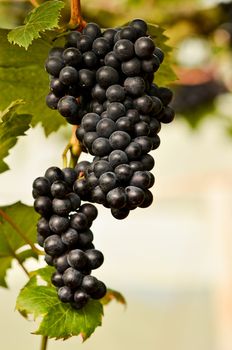 grapes on the vine ready for harvest