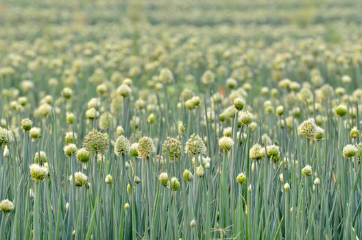 Flowering onion field in thailand