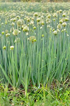 Flowering onion field in thailand