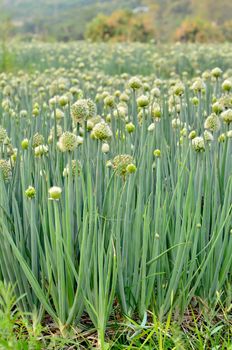 Flowering onion field in thailand