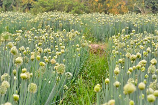 Flowering onion field in thailand