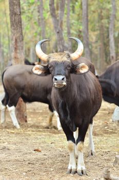 gaur in chiang mai night safari