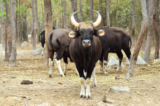 gaur in chiang mai night safari