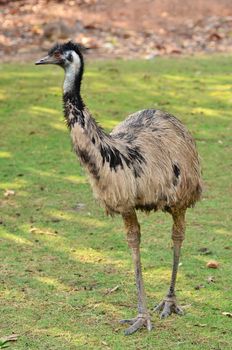 an australian emu walking along