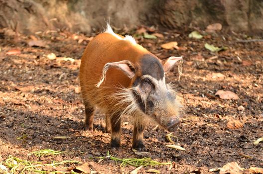 red river hog, african wild life