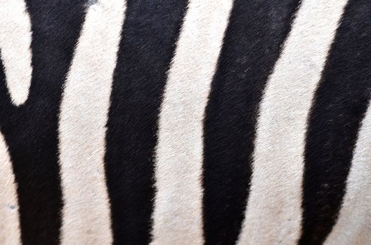 Patterning of skin of Plains Zebra