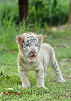 baby white bengal tiger standing on green grass