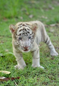 baby white bengal tiger standing on green grass