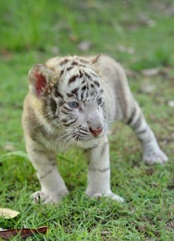 baby white bengal tiger standing on green grass